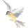 fliegender Vogel